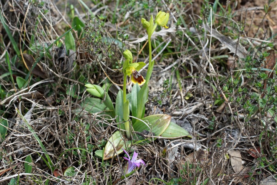 Ophrys fusca da precisare